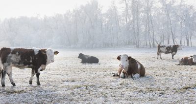 UK enters bluetongue seasonally low vector period