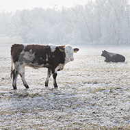 UK enters bluetongue seasonally low vector period