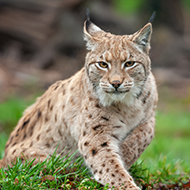 Lynx dies after illegal release in Scottish National Park