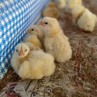 RVC discovers high antibiotic use in Indian chicken farming