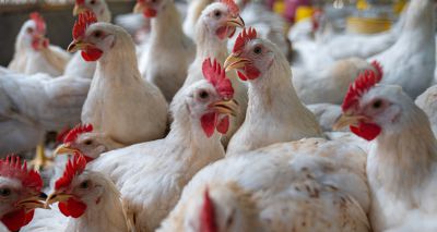 Avian Influenza Prevention Zone in place across England