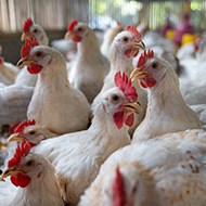 Avian Influenza Prevention Zone in place across England