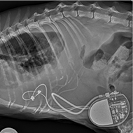 RVC study reveals benefits of feline epicardial pacemakers