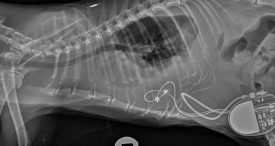 RVC study reveals benefits of feline epicardial pacemakers