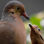 London Zoo welcomes rare Socorro doves