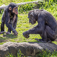 Peeing contagious for chimpanzees, study finds