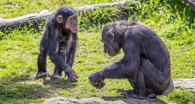 Peeing contagious for chimpanzees, study finds