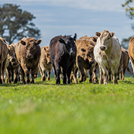 Foot-and-mouth disease confirmed in Germany