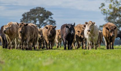 Foot-and-mouth disease confirmed in Germany