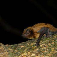 Bats 'surf' storm fronts during migration, study finds