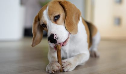 Precautionary warning for dog chews from China