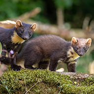 Success for pine marten conservation partnership