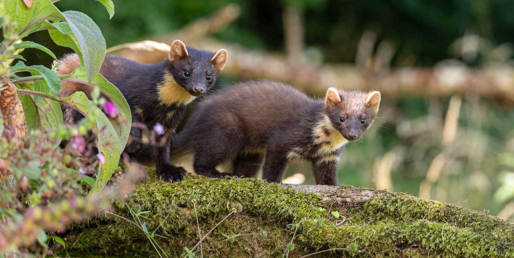 Success for pine marten conservation partnership