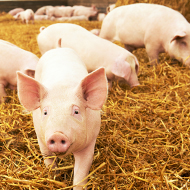 NPA warns of impact of pig vaccine shortages