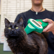 Over ten per cent surveyed unaware of cat microchip law