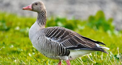 Avian Influenza Prevention Zone announced for Northern Ireland