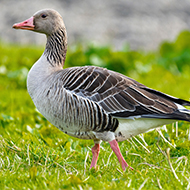 Avian Influenza Prevention Zone announced for Northern Ireland