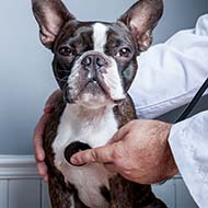 Research explores respiratory health of Boston terriers