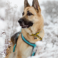 Dogs Trust issues advice as winter warnings continue