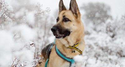 Dogs Trust issues advice as winter warnings continue