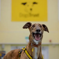 Dogs Trust hails Wales's commitment to ban greyhound racing