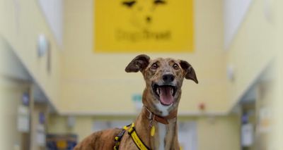 Dogs Trust hails Wales's commitment to ban greyhound racing