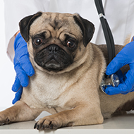 Industry-wide action urged for brachycephalic dogs