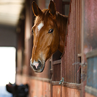 Norfolk equine centre closes amid strangles outbreak