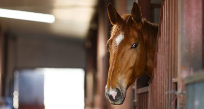 Norfolk equine centre closes amid strangles outbreak