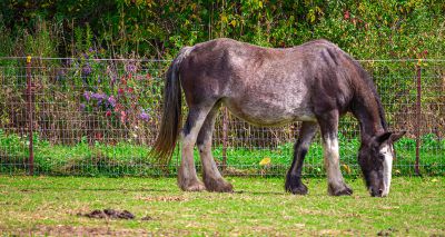 Positive worm egg counts increase in UK horses