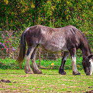 Positive worm egg counts increase in UK horses