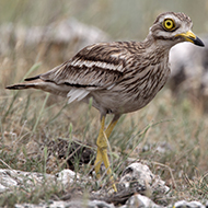 Stone-curlew conservation project celebrates 40 years