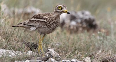 Stone-curlew conservation project celebrates 40 years