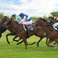 Study uncovers genes contributing to Thoroughbred fractures