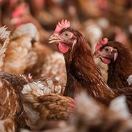 APHA announces poultry gathering ban