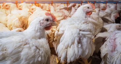 Biosecurity 'greatest weapon' against avian flu, says DAERA minister