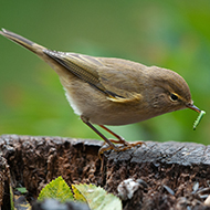 Scottish bird species hit by climate change