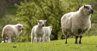 Wales licenses Bluetongue vaccines for voluntary use