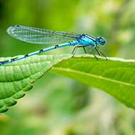 River biodiversity increased by reduced metal pollution