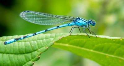 River biodiversity increased by reduced metal pollution