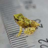 London Zoo celebrates birth of endangered froglets