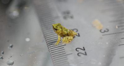 London Zoo celebrates birth of endangered froglets