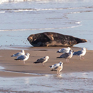 Avian influenza reported in Norfolk grey seals