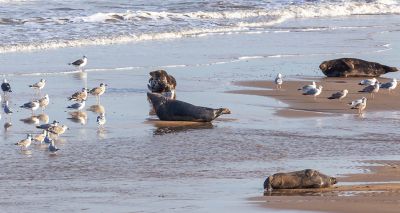 Avian influenza reported in Norfolk grey seals