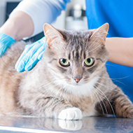 Cats Protection welcomes calls for Scottish microchip law