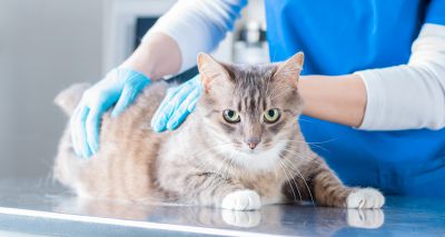 Cats Protection welcomes calls for Scottish microchip law