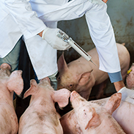 New pig antibiotics to have biosecurity focus