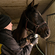 Electroacupuncture shows promise for equine head shaking