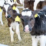 Third of UK calves get bovine respiratory disease, study finds