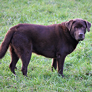 Obesity gene found in Labradors and humans